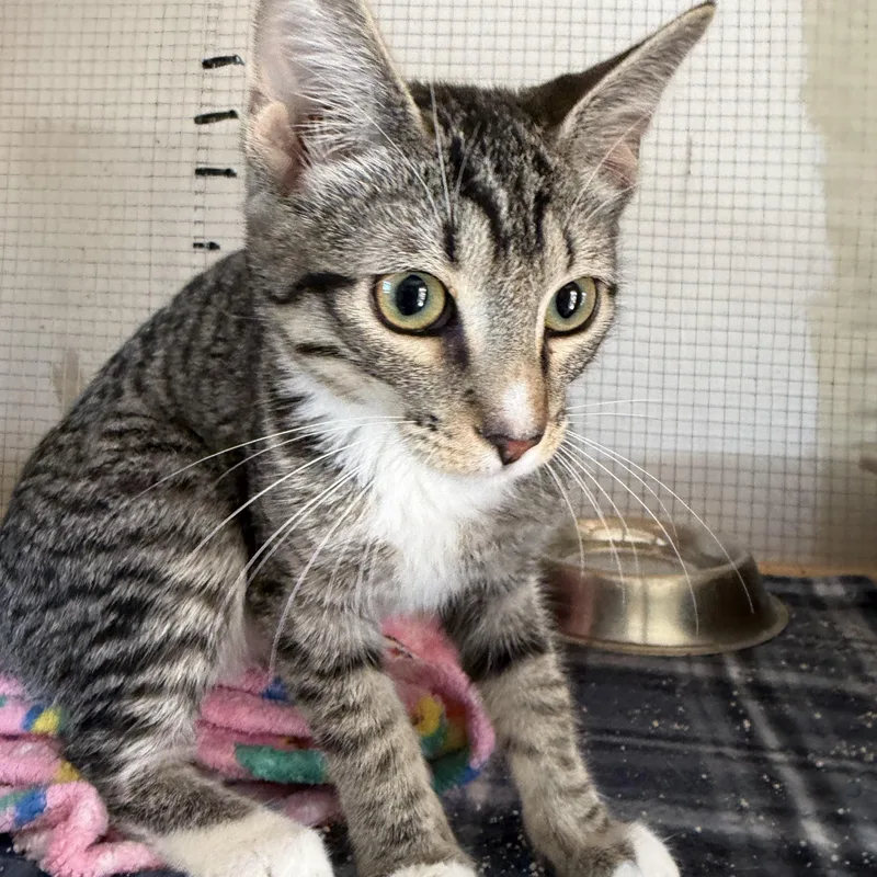 A baby small-sized female Domestic Short Hair cat named Criket for adoption in Deming, NM