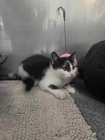 A baby small-sized male Domestic Short Hair cat named Willie for adoption in Sevierville, TN