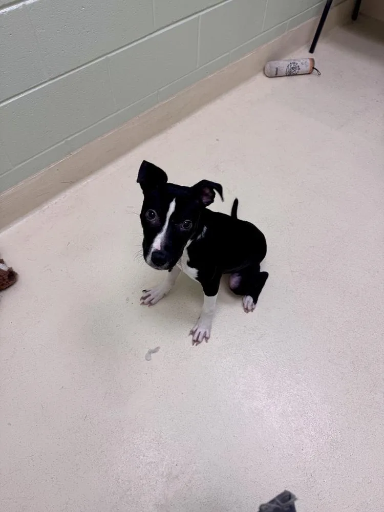 A baby small-sized male Pit Bull Terrier dog named Lars Ulrich for adoption in Kalamazoo, MI