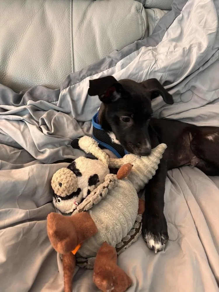 A baby medium-sized male Tricolor (Brown, Black, & White) Labrador Retriever dog named John Grey for adoption in Valley Stream, NY