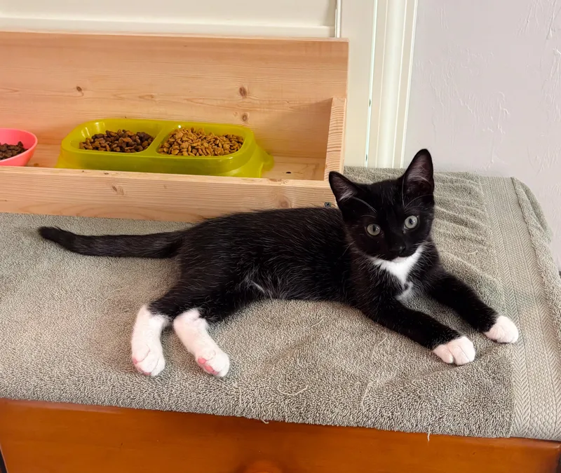 A young medium-sized female Black & White / Tuxedo Domestic Short Hair cat named Kyoto for adoption in Naples, FL