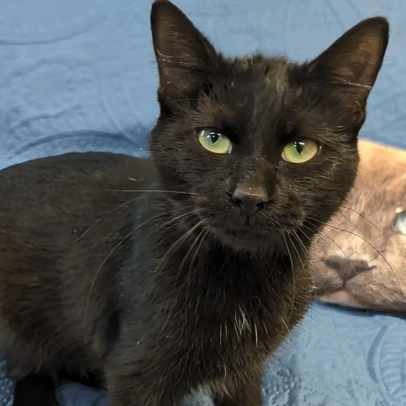 A young medium-sized male Black Domestic Short Hair cat named Andy for adoption in West Jefferson, OH