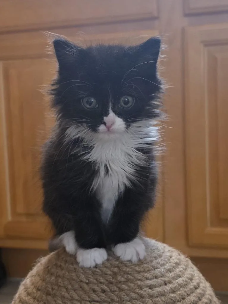 A baby medium-sized female Domestic Long Hair cat named Presley for adoption in Meriden, CT
