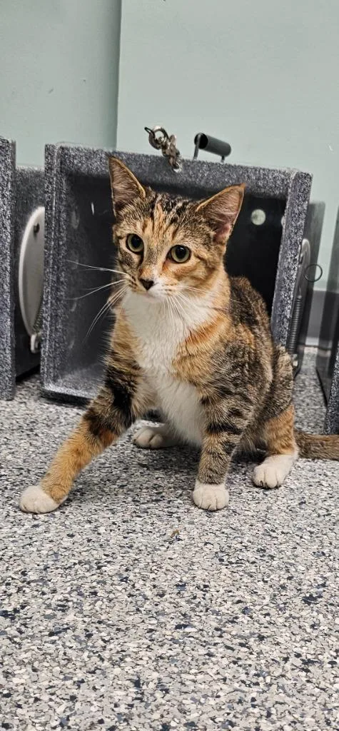 A young small-sized male Domestic Short Hair cat named Froot Loop for adoption in Athens, TN