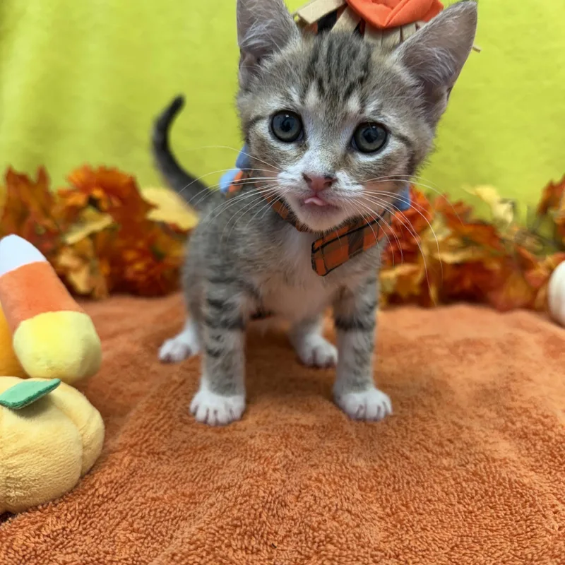 A baby medium-sized female Tabby (Brown / Chocolate) Domestic Short Hair cat named Cider for adoption in Bear, DE