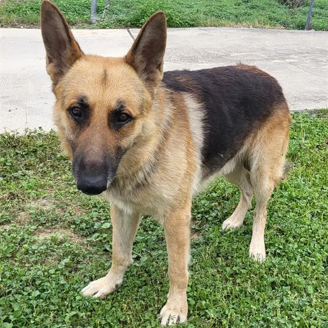 An adult large-sized male German Shepherd Dog dog named Bedford for adoption in San Antonio, TX