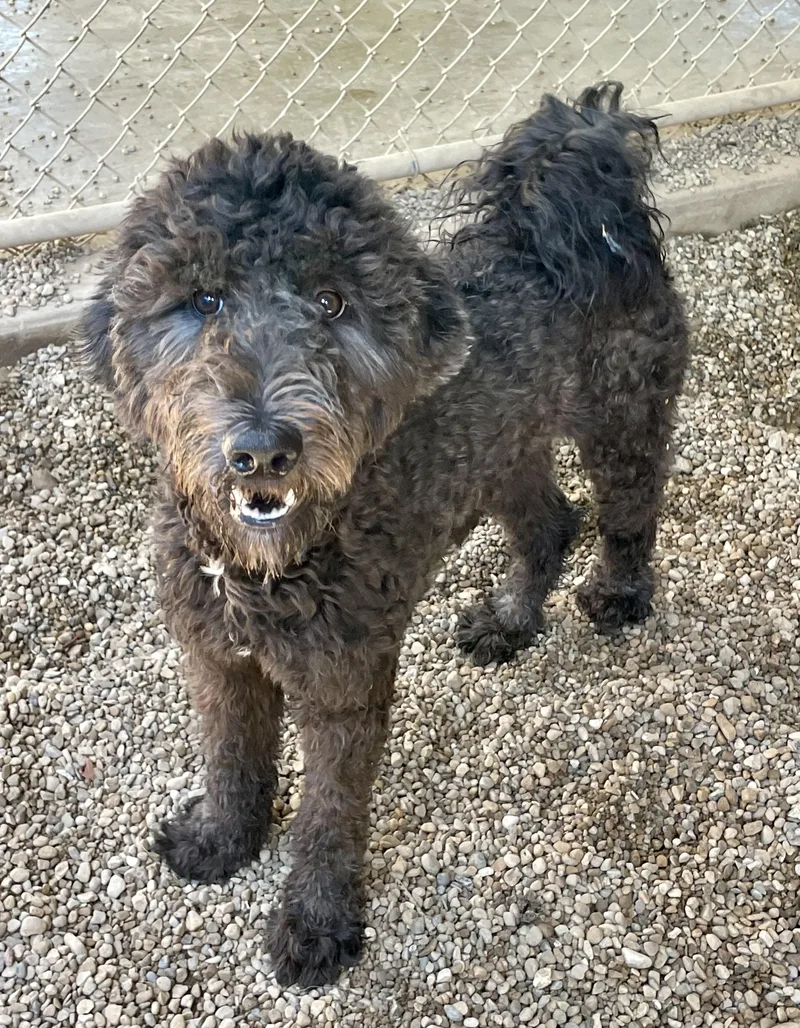 A young medium-sized male Black Poodle dog named Dudey for adoption in Lacon, IL