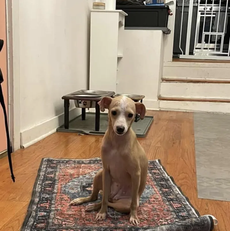 An adult small-sized female Chihuahua dog named Sashes for adoption in Walker, LA