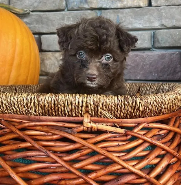 A baby small-sized female Miniature Poodle dog named Espresso for adoption in Belmont, NY