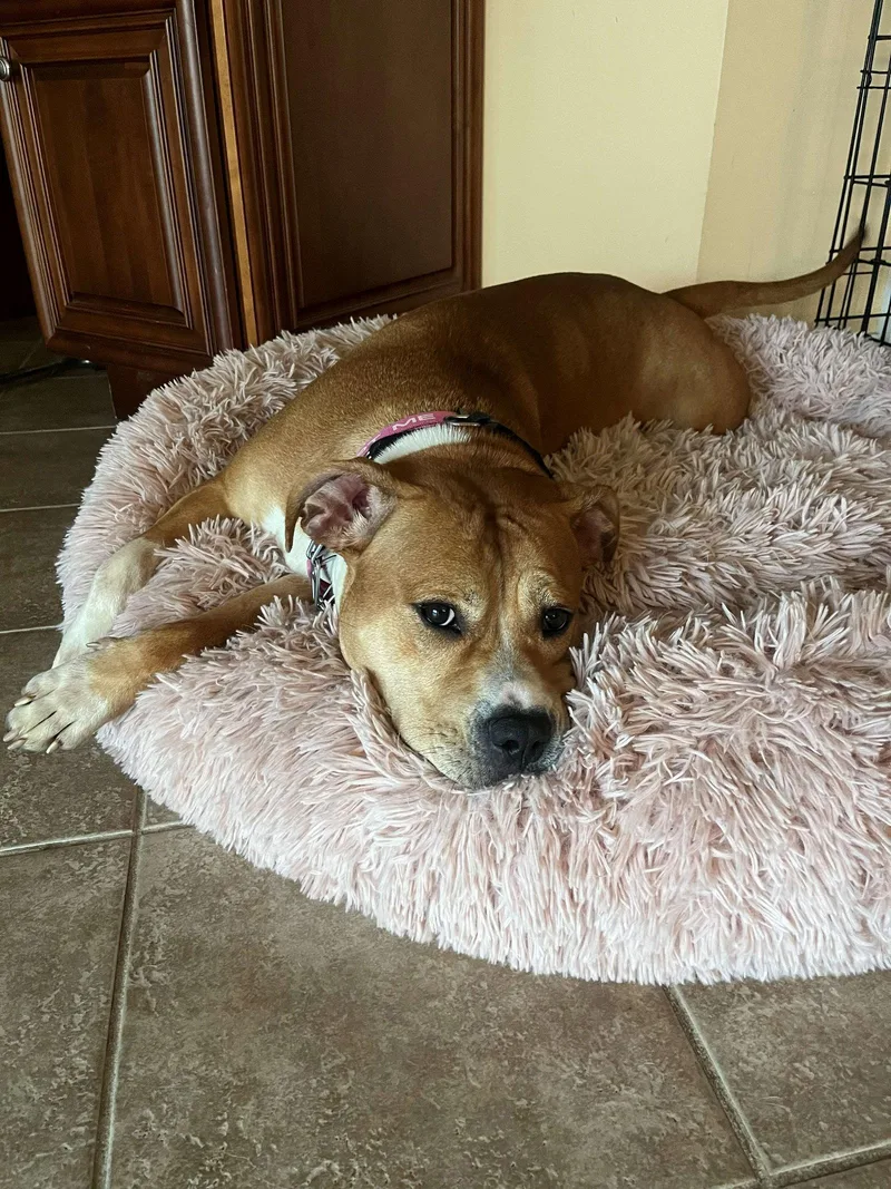 An adult medium-sized female Staffordshire Bull Terrier dog named Magenta for adoption in Cliffwood, NJ