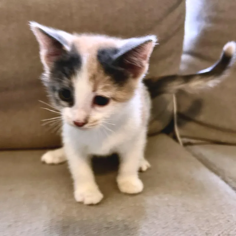 A baby small-sized female White Domestic Short Hair cat named Lamp Shade for adoption in Austin, TX