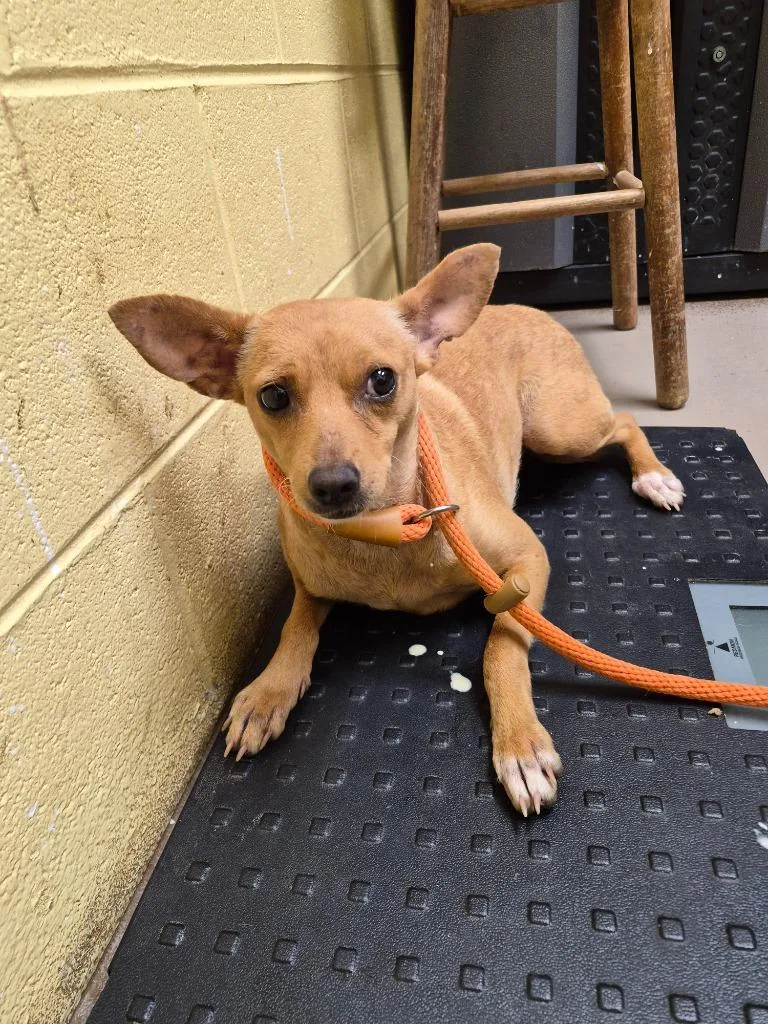 A young small-sized female Chihuahua dog named Gidget for adoption in Crossville, TN