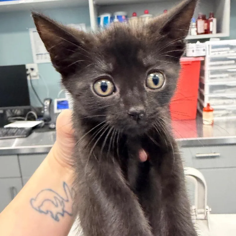 A baby small-sized male Black Domestic Short Hair cat named MingMing the Duckling for adoption in Greensboro, NC