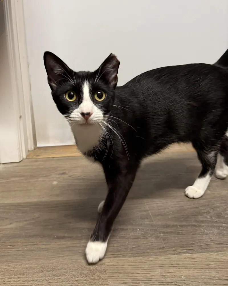 A young medium-sized female Domestic Short Hair cat named Rylee for adoption in Buena Vista, VA