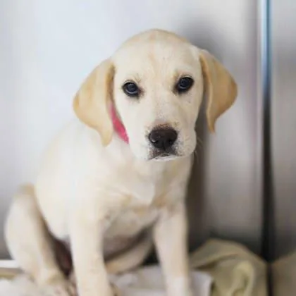 Scarlett thumbnail 2