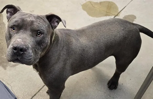 An adult large-sized male Pit Bull Terrier dog named Meatloaf for adoption in Tucson, AZ