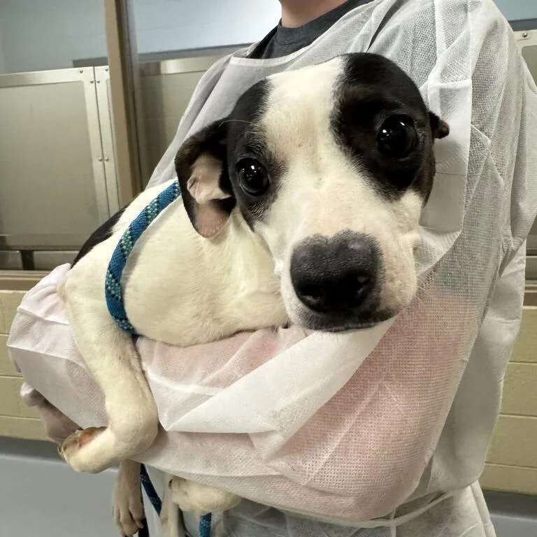 An adult small-sized female Black Mixed Breed dog named Ovaltine for adoption in Asheville, NC