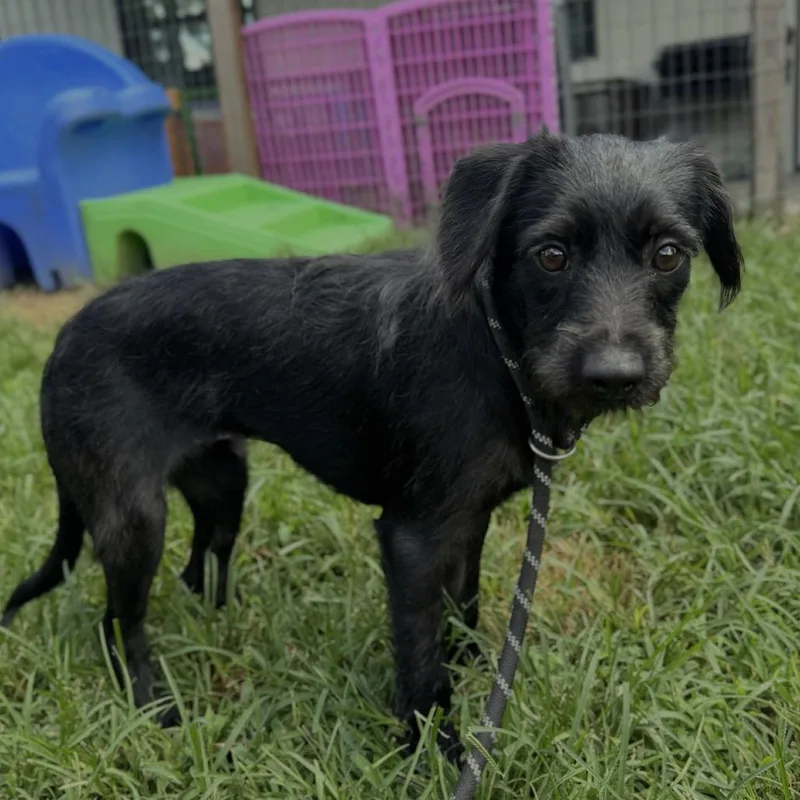 A young small-sized female Black Miniature Poodle dog named Kolbie for adoption in Houston, TX