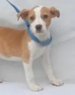 Genie