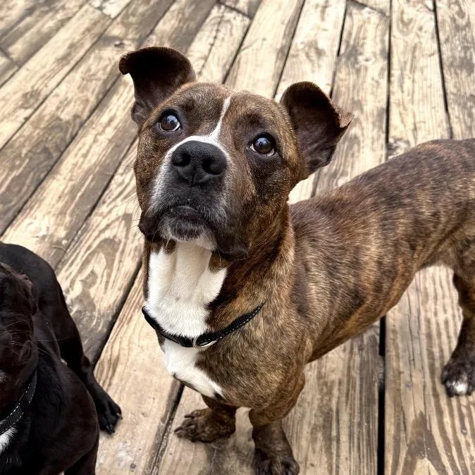 An adult large-sized male Brown / Chocolate Mixed Breed dog named Marv for adoption in Medford, NJ