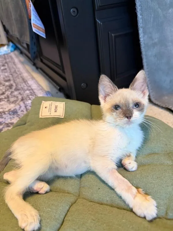 A young small-sized female Cream / Ivory Domestic Short Hair cat named Cedar Point for adoption in Cincinnati, OH