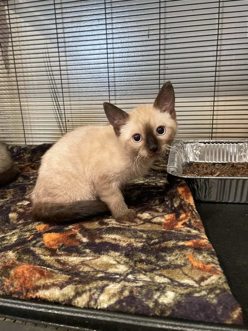 A young medium-sized male Siamese cat named Yin for adoption in Bishopville, SC