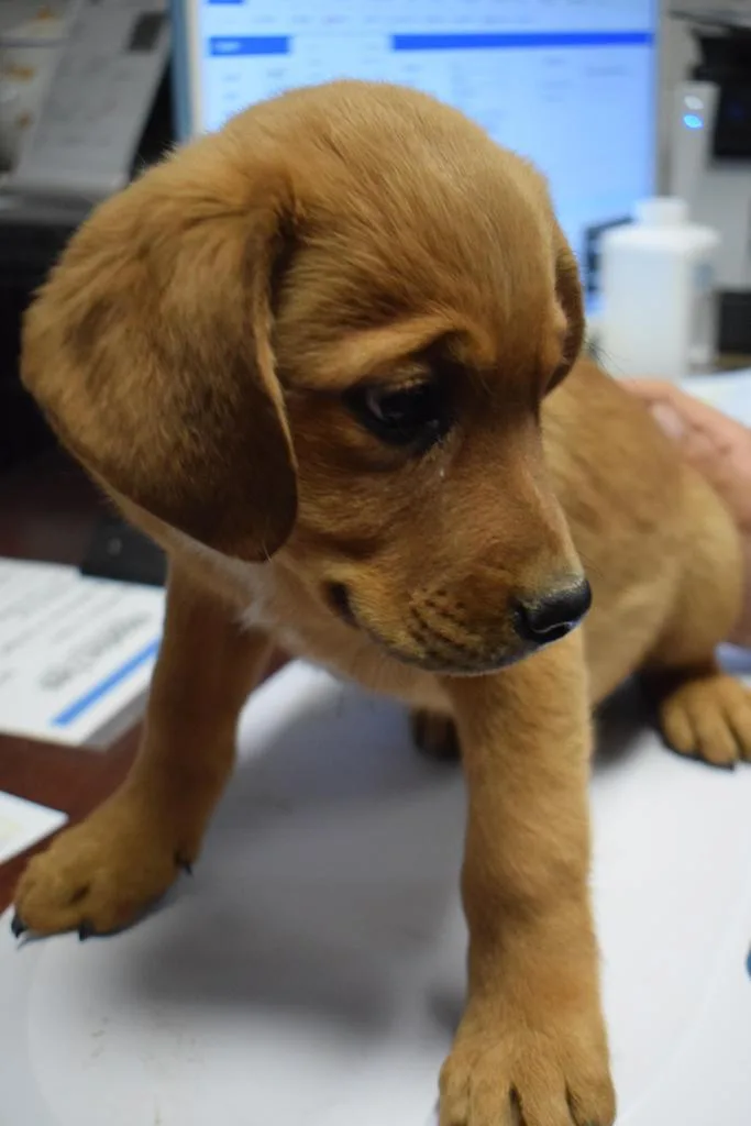 A baby large-sized male Terrier dog named Bonnie P for adoption in Pahrump, NV