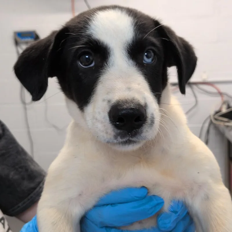 A baby small-sized female White / Cream Pointer dog named Queenie for adoption in Hattiesburg, MS