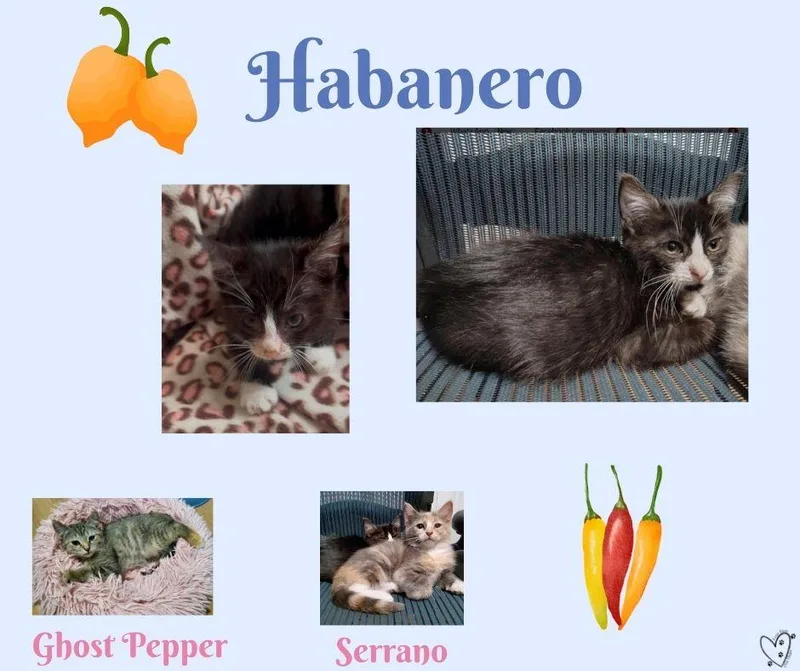 A baby medium-sized male Black & White / Tuxedo Tuxedo cat named Habanero for adoption in Trophy Club, TX