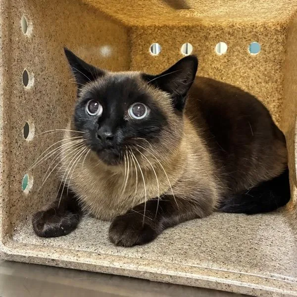 A senior large-sized male Siamese cat named Big Boy for adoption in Troutdale, OR