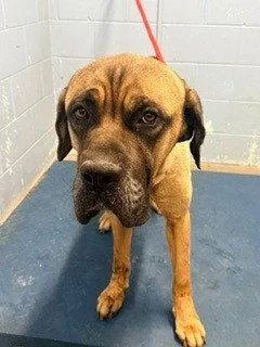A senior medium-sized male Bullmastiff dog named Stanley for adoption in Woodland, CA