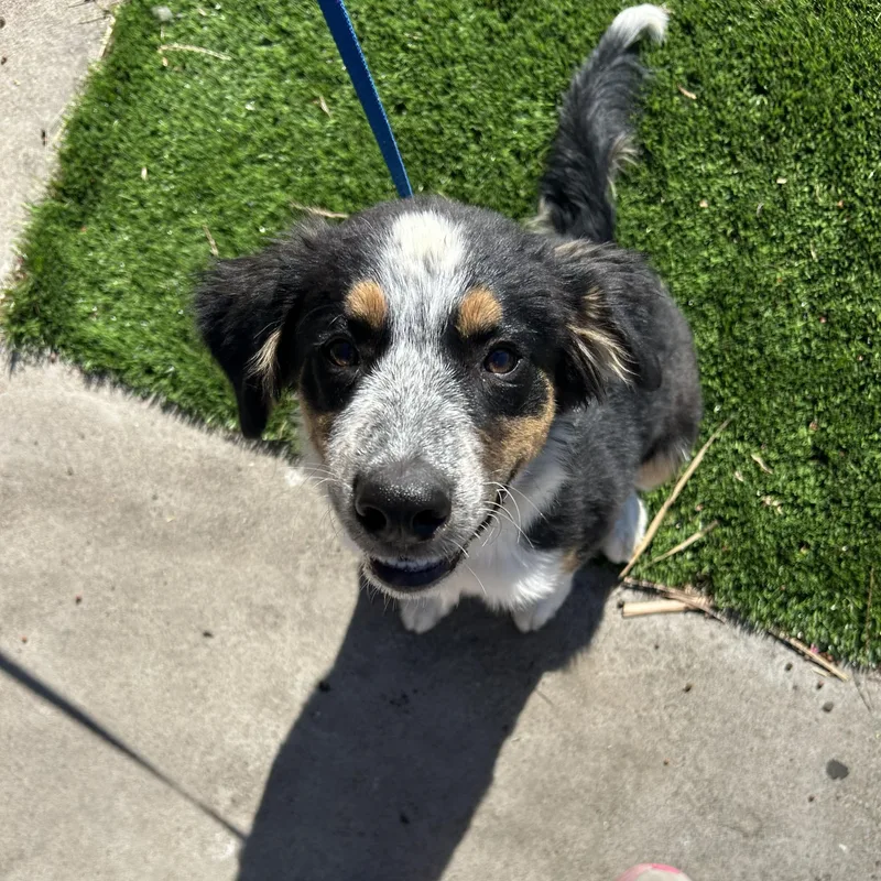 A baby medium-sized female Tricolor (Brown, Black, & White) Border Collie dog named Lola for adoption in Brentwood, CA