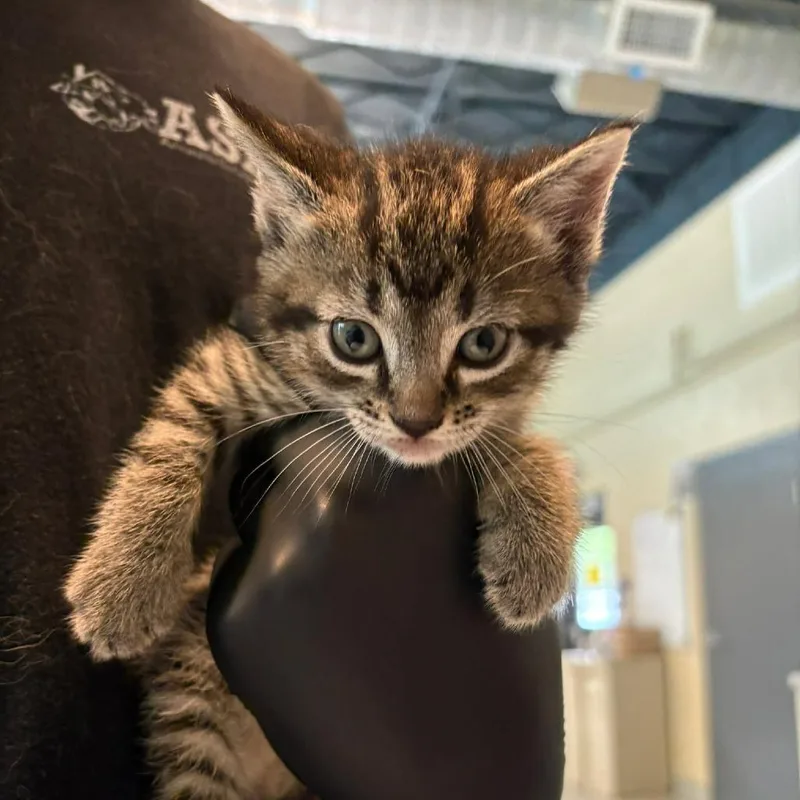 A baby small-sized male Brown / Chocolate Domestic Short Hair cat named Grape for adoption in Huntington, WV