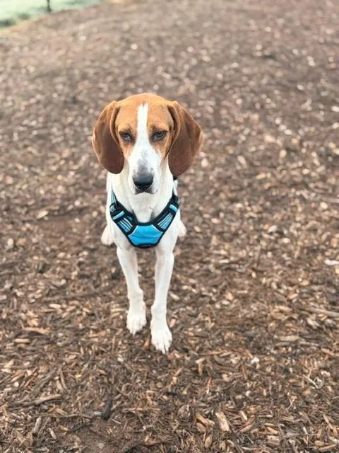 A young medium-sized female Treeing Walker Coonhound dog named Ellie for adoption in Charlotte, NC