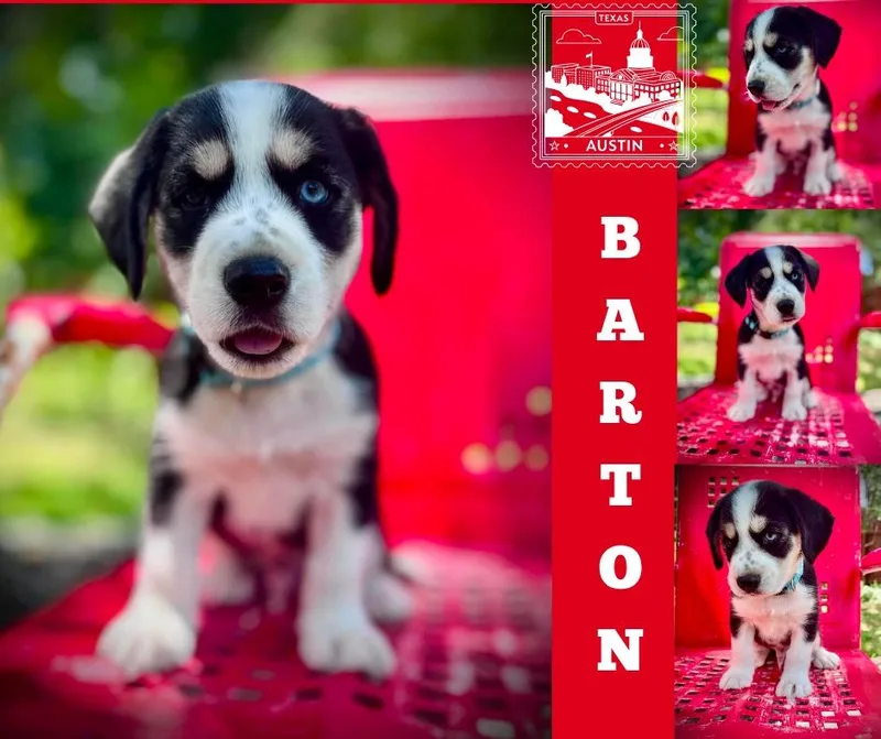 Barton thumbnail 2