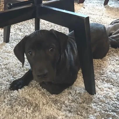 A baby medium-sized male Black Labrador Retriever dog named Watts for adoption in Mooresville, IN
