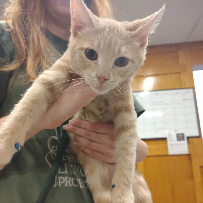 A baby small-sized male Buff / Tan / Fawn Domestic Short Hair cat named Azriel for adoption in Ashtabula, OH