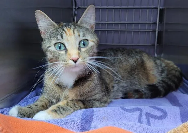An adult medium-sized female Domestic Short Hair cat named Frieda for adoption in Vancouver, WA