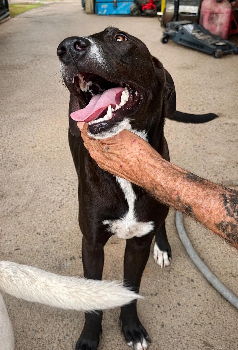A baby medium-sized male Black Labrador Retriever dog named Bodie for adoption in Carmel, NY
