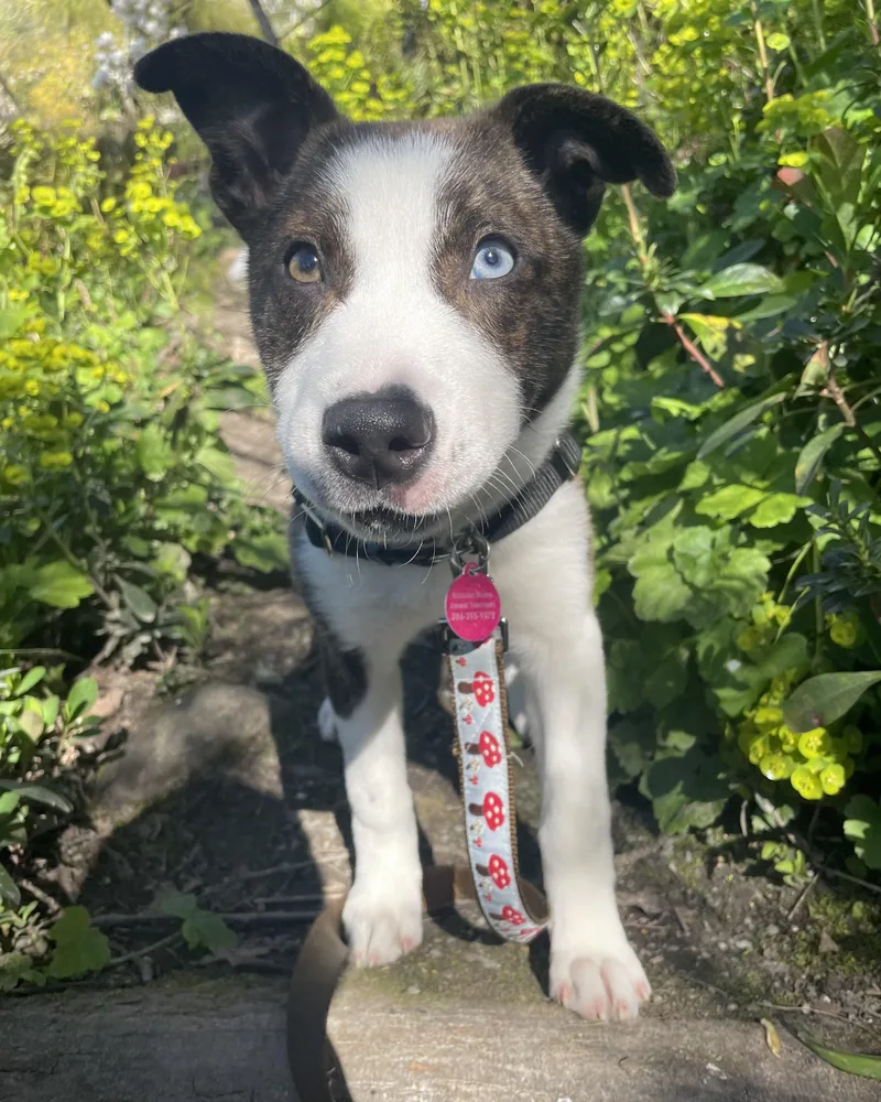 A baby medium-sized female Australian Shepherd dog named Mox for adoption in Seattle, WA