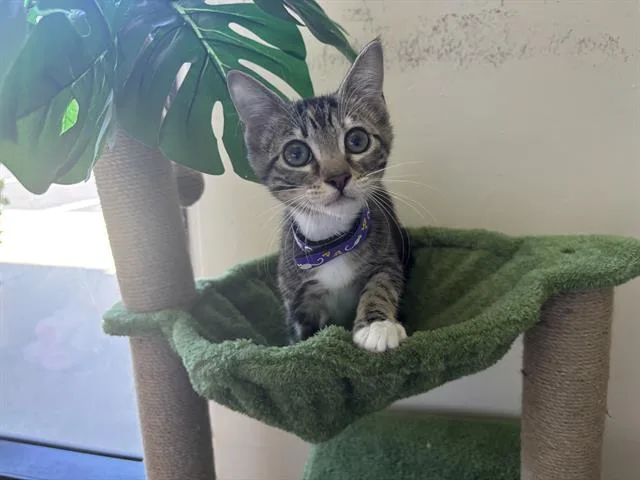 A baby small-sized female Domestic Short Hair cat named Violet for adoption in Santa Clara, CA