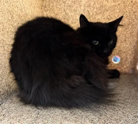 A young medium-sized female Domestic Medium Hair cat named Mimi for adoption in Lancaster, CA