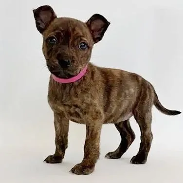A baby small-sized female Brown / Chocolate Mixed Breed dog named Alice for adoption in Saint Louis, MO