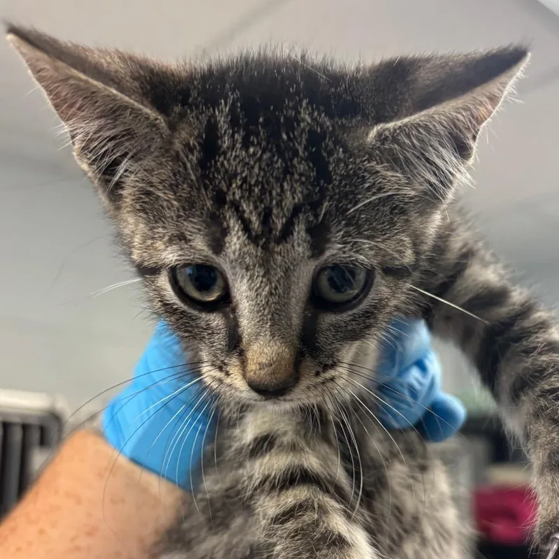 A baby small-sized male Domestic Short Hair cat named Bruno for adoption in Birdsboro, PA
