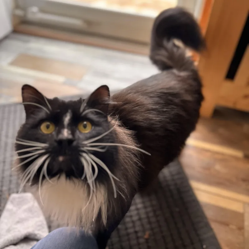 Sebastian thumbnail 3