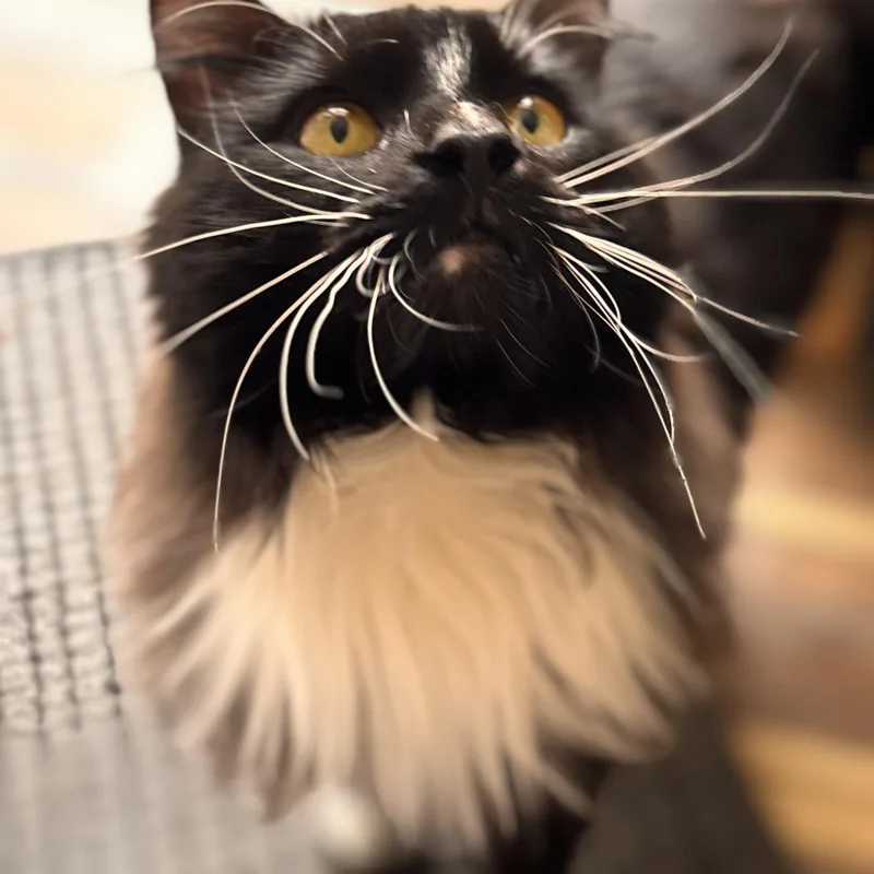 Sebastian thumbnail 4