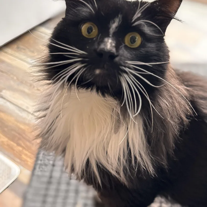 Sebastian thumbnail 5