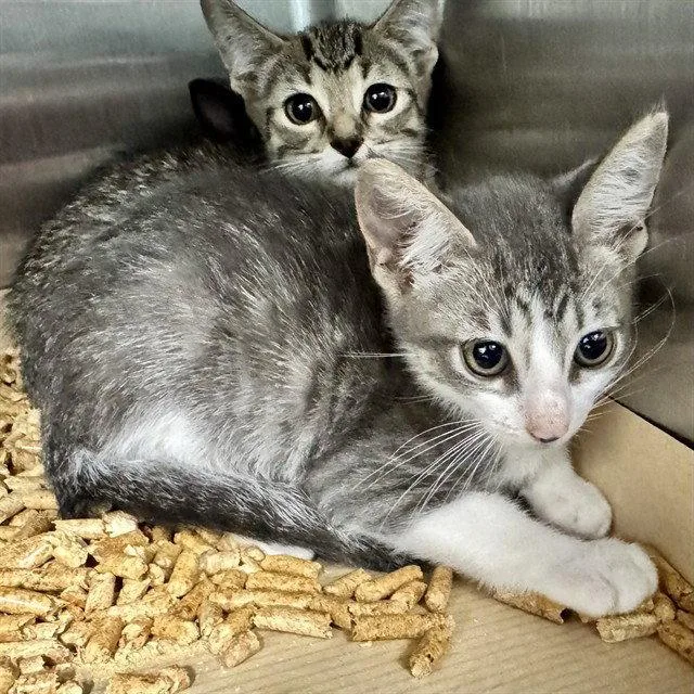 A baby small-sized male Gray / Blue / Silver Domestic Short Hair cat named Bill Of Rights for adoption in Tavares, FL