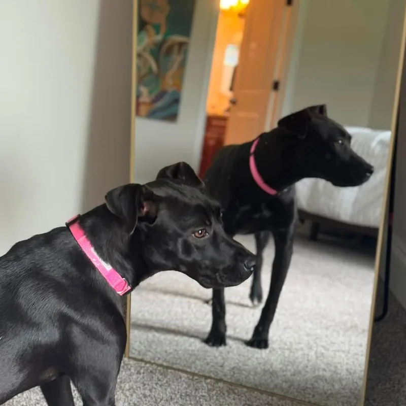 A young medium-sized female Black Pit Bull Terrier dog named Becky for adoption in Joliet, IL