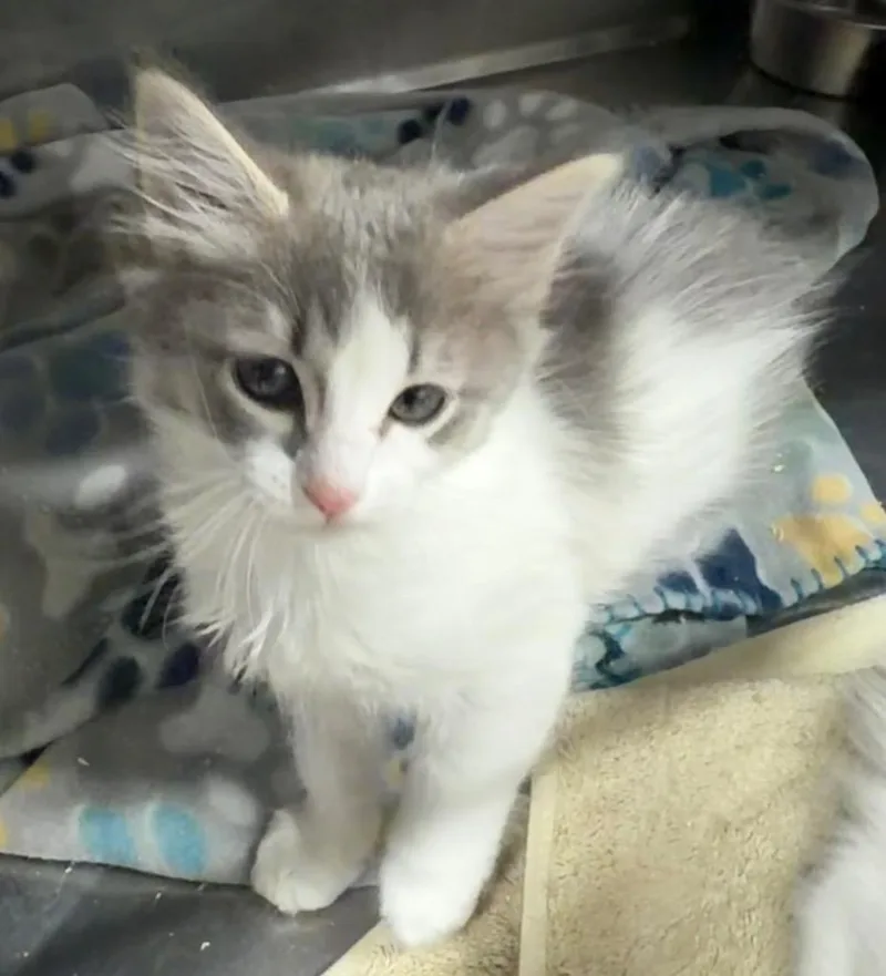 A baby medium-sized female Domestic Medium Hair cat named Big Sky Grana for adoption in Fort Lupton, CO